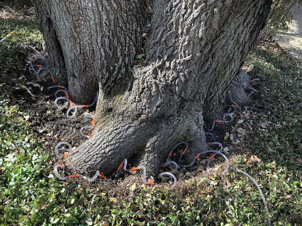 Detailed Tree Cabling and Bracing job site in San Joaquin
