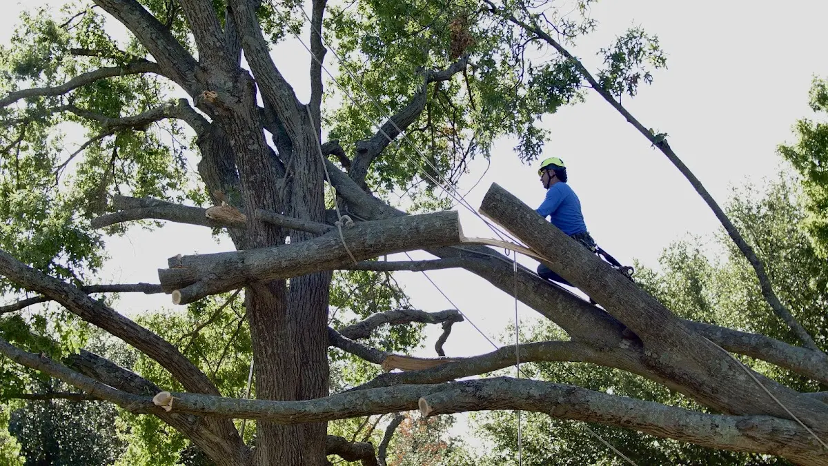 Professional Crown Thinning performed by certified arborists in San Joaquin